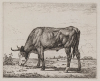 KG 07998
<br/>
Grazende os
<br/>
<em>Troostwijk, Wouter Johannes van (1782-1810)</em>